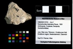 Foto (Objekt + Etikett) von Goniodromites bidentatus (Reuss, 1859)  (NHMW-GEO-1990-0041-3702)